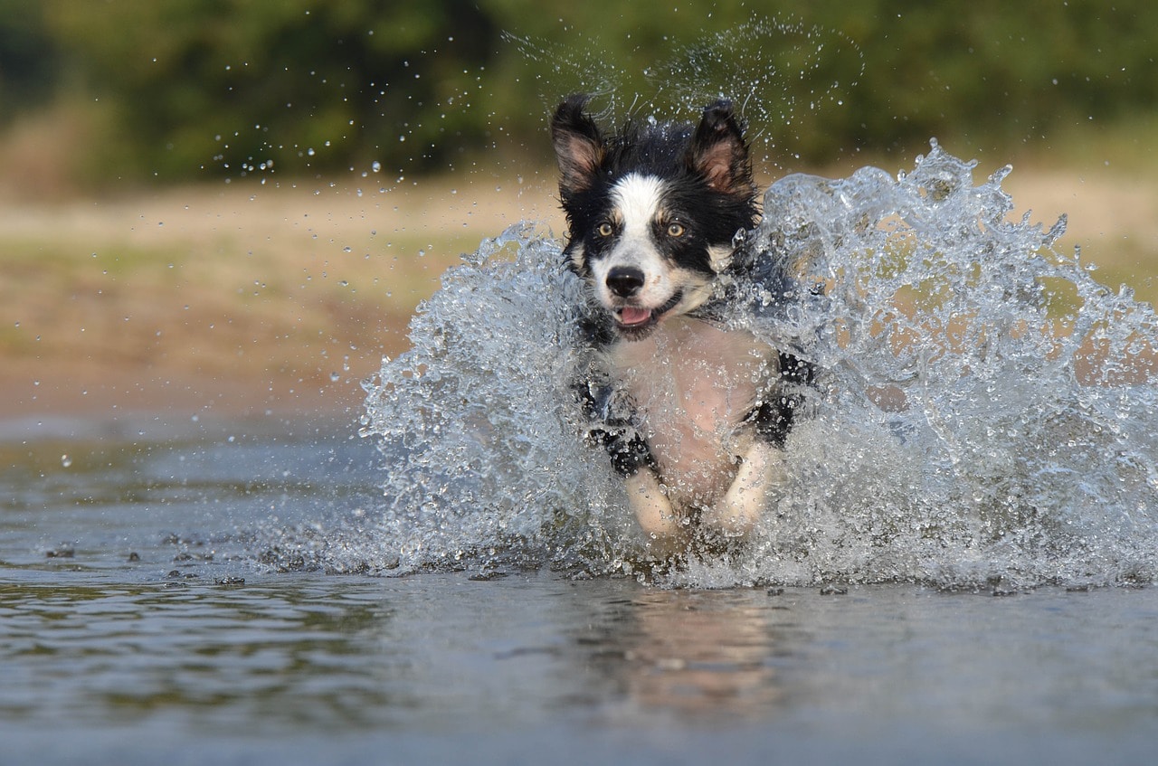 border collie, jump, water