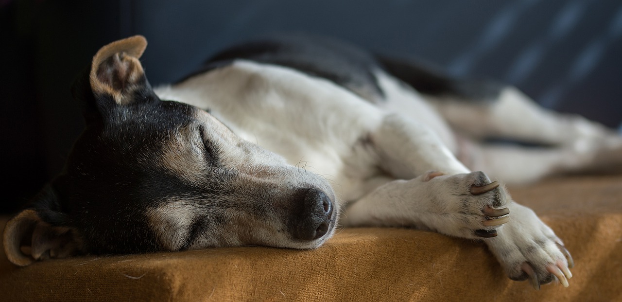 jack russell, dog, old