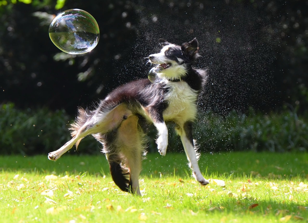 soap bubbles, dog, dog hunting soap bubbles