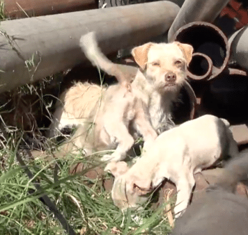 Four Puppies Rescued At A Steelyard