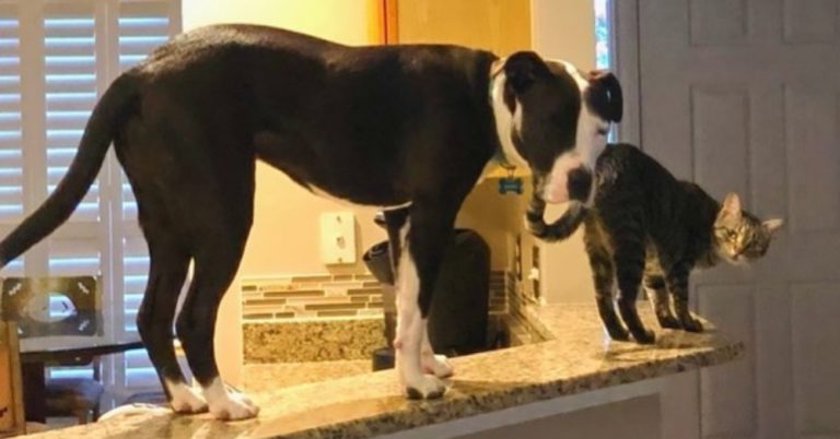 pit bull thinks he is a cat and climbs on the counter with a cat friend