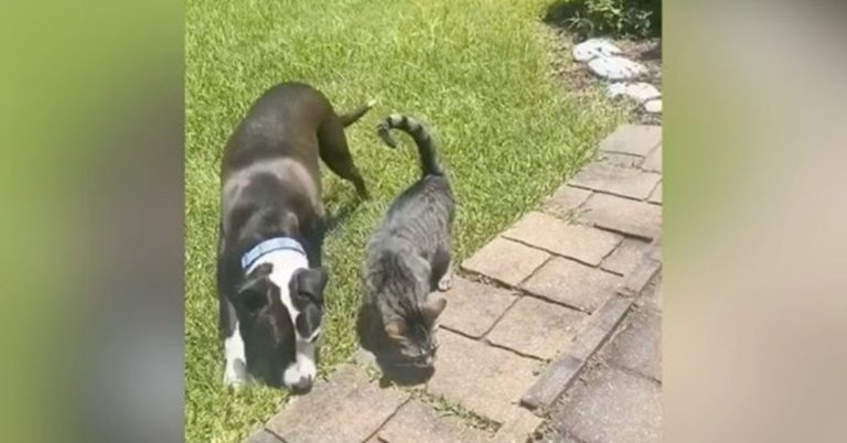 pit bull and cat taking a walk outside