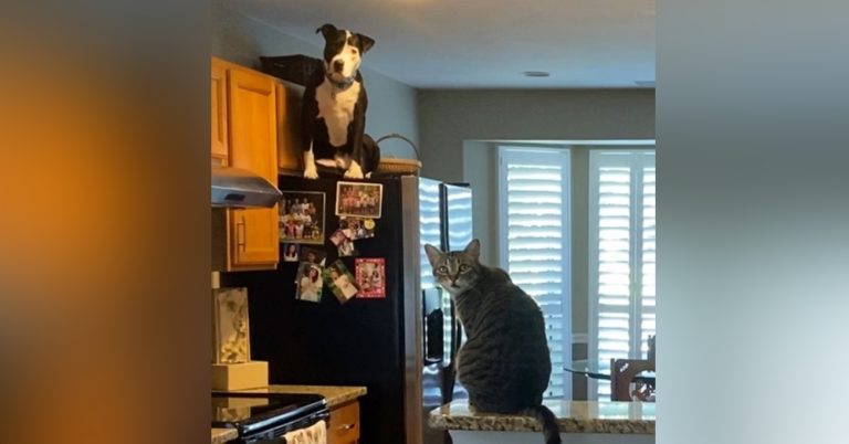 Pit Bull thinks he is a cat and climbs on refrigerator