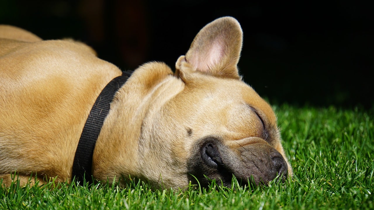 french bulldog, dog, sleeping