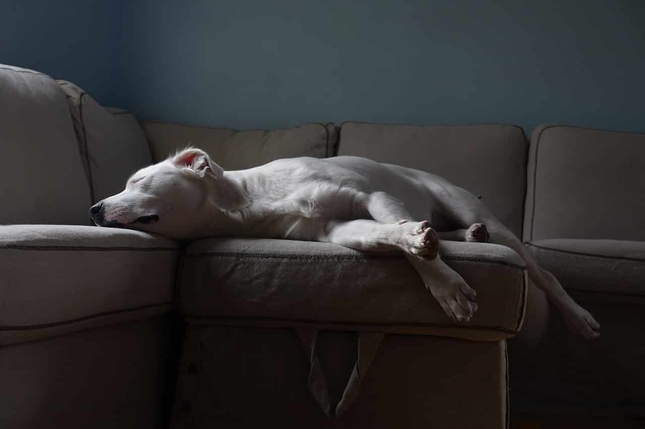 white, dog, couch