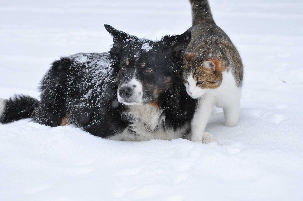 dog, cat, snow