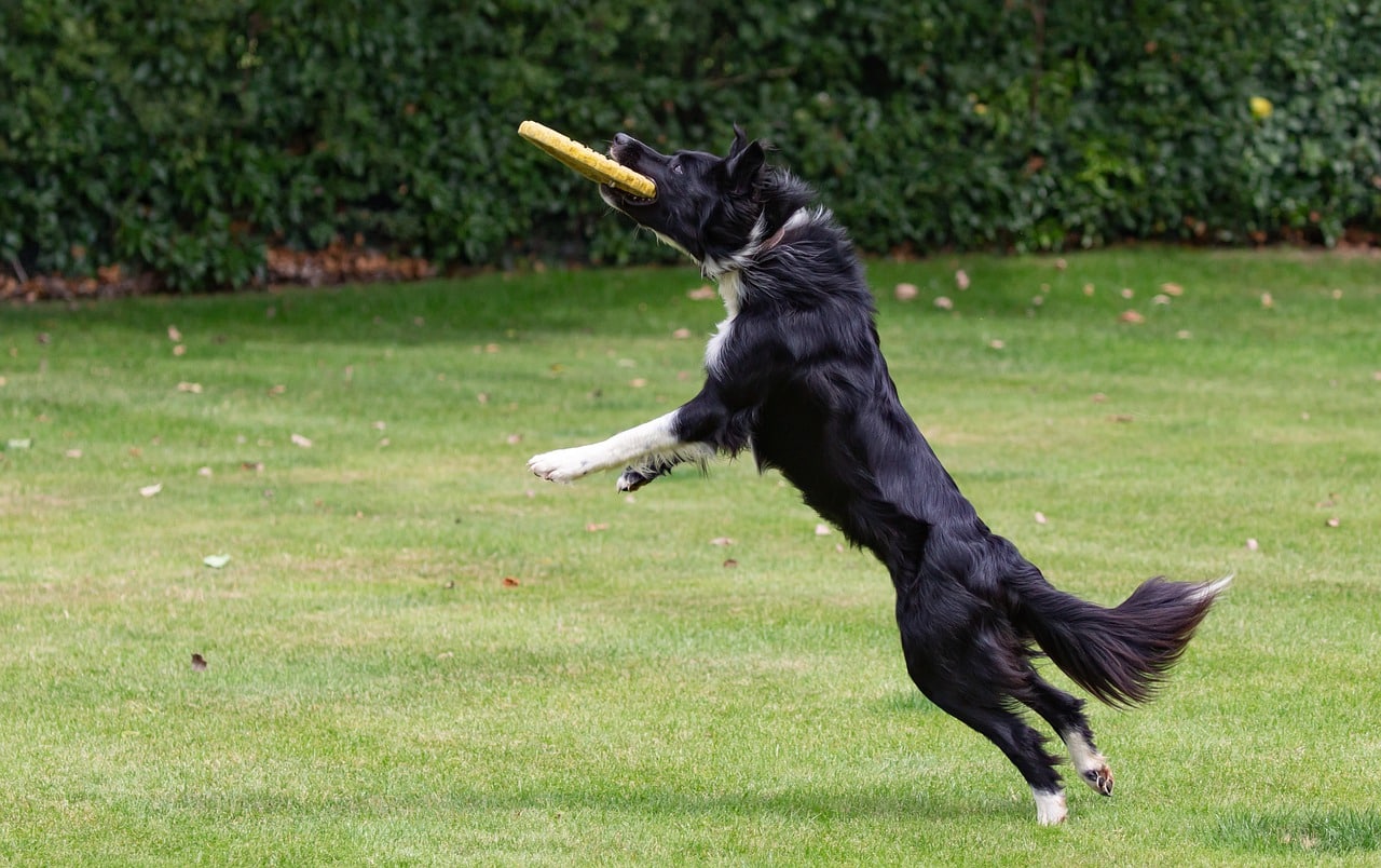 border collie, border collie in field, dog catching frisbee
