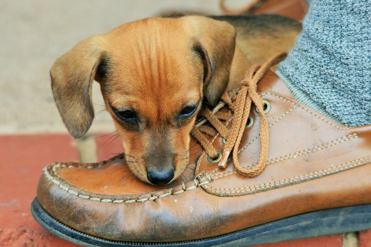 puppy, brown, shoe